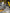 Motore Completo Ford fiesta 1.6 benzina sigla MUDD